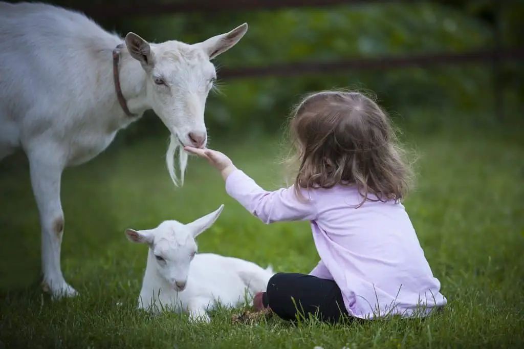 A child and two goats in a farm